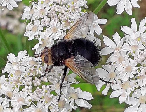 Réf. 287 331 : Tachina grossa